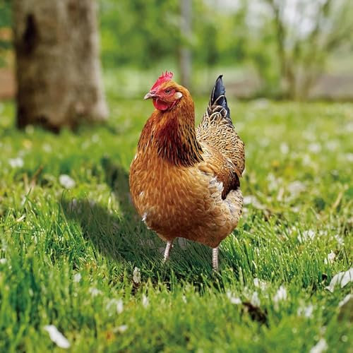 EHOTER Garten Figur Huhn Henne Dekofiguren für Außen Groß Hühner Gartendeko Tiere Gartenstecker Frühling Dekoration Huhn Ornament Lustiges Tier Gartendekorationen Geflügeldekoration (B)