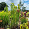 150 Pcs Sarracenia Purpurea Samen - Fleischfressende Pflanzen - Exotische Pflanzen, Hochbeet Samen, Fleischfressende Samen, Bodendecker Winterhart Mehrjährig, Balkonpflanzen, Gartendeko