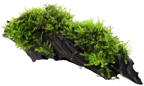 WASSERPFLANZEN WOLFF - schöne Wurzel mit Christmas Moss – Weihnachts-Moos/Vesicularia montagnei auf Treibholz - Driftwood | Sofortige Dekoration & Versteck für Garnelen | Feines Aquascaping Moos