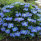 GardenersDream Hydrangea Teller Blue Plant - Deciduous Outdoor Plant - Outdoor Garden Ready Hardy Shrub with Beautiful Blue Summer Flowers - Shrub for Pots, Gardens and Borders (9cm Pot, 15-30cm)