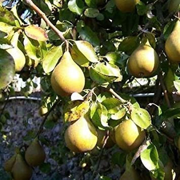 vegherb Graines européenne Poirier (Pyrus communis) 15 + Graines