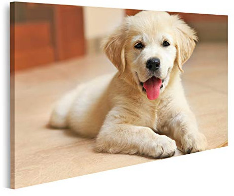 islandburner Bild auf Leinwand Goldener Labrador Retriever Welpe Innen Bilder Wandbilder Poster