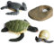 Uposao Lebenszyklus Modelle Schildkröte, Simulation Tierwachstumszyklus Modell Tierfiguren Spielzeug Biologie Wissenschaft Modell Wachstum Stadium Modell für Kinder Unterrichtszubehör Lernspielzeug