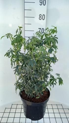 Choisya tern. 'Greenfingers'® - Oranger Du Mexique 40-60 cm en pot