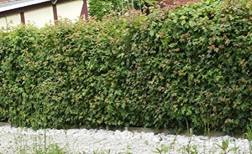 Feldahorn im Topf/Container 60-80 cm