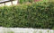 Feldahorn im Topf/Container 60-80 cm