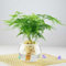 Spargelsamen, 10 Stück/Beutel, einfach anzubauen, gentechnikfrei, natürliche grüne Pflanze, Bonsai-Samen, Blumen-Obstbaum-Gemüsesamen Spargel Setaceus Samen
