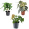 Trendyplants - Trendy mix 3 Pflanzen - Monstera Obliqua 'Monkey Leaf' - 25 cm - Ø12 - Philodendron Brandtianum - 35 cm - Ø12 - Anthurium Chrystallium - 35 cm - Ø12