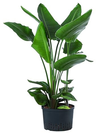 Dehner Baumstrelitzie, Strelitzia nicolai, in Hydrokultur, luftreinigend ca. 90 cm, Ø Topf 28 cm, Zimmerpflanze