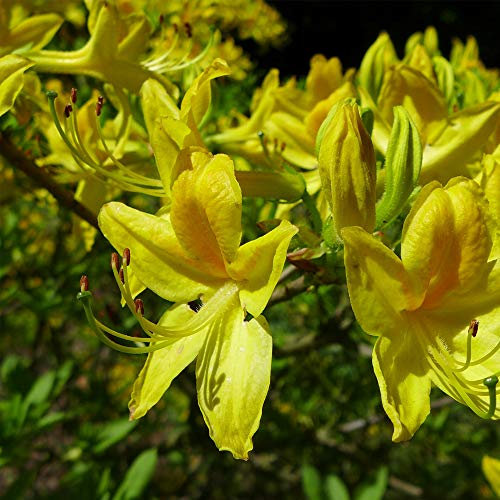 Thompson & Morgan Hardy Perennial Rhododendron ‘Luteum’ Flowering Dwarf Shrub, Potted Garden Plants Ideal for Cottage Gardens, Patio and Containers (1 x 4 litre Pot)