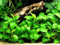 Anubia nana plante aquarium très résistantes