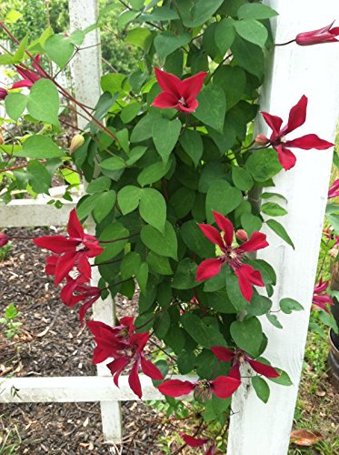 Clematis Texensis Gravetye Beauty 10 Seeds : Seeds Only