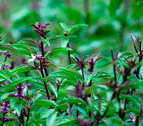 Red de Semillas de Lechuga Romana, la Herencia, orgánico, no GMO, más de 50 Semillas, Semillas de jardín