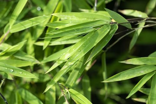 Fargesia nitida 'Black Pearl' 100–125 cm – Winterhart, Immergrün, Pflegeleicht – Schirmbambus – Heckenpflanze für Garten & Sichtschutz