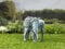 Smart Solar Solarleuchte Elefant aus Metall