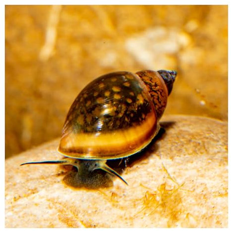 10 x Blasenschnecke, Physa, robuste, anspruchslose Aquariumschnecke