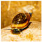 10 x Blasenschnecke, Physa, robuste, anspruchslose Aquariumschnecke