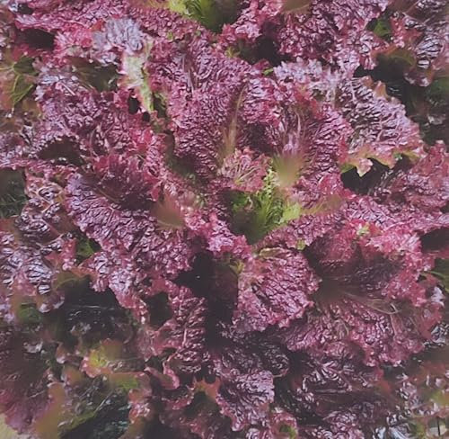 1000 Samen ca. Eichblattsalat Rosela Pflücksalat Salat Kopfsalat