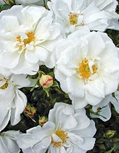 Bodendeckerrose Diamant im 4 Liter Rosentopf
