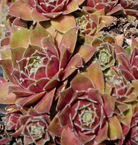 Dachwurz Bernstein - Sempervivum cultorum - Gartenpflanze