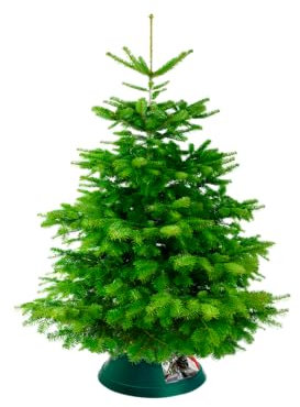 elho Oslo 38 - Christmas Tree Stand for Indoor - Ø 37.8 x H 17.5 cm - Green/Green