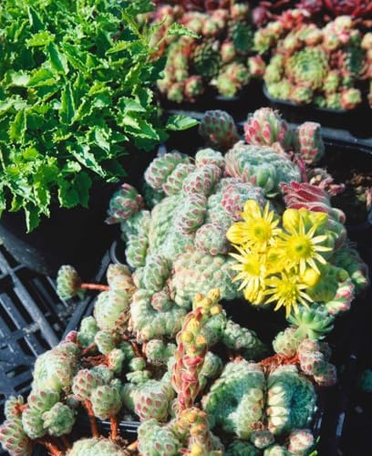 Sempervivum ciliosum 'Borisii' 9x9 cm Topf – Winterhart, Immergrün, Pflegeleicht – Hauswurz – Bodendecker für Steingarten & Dachbegrünung