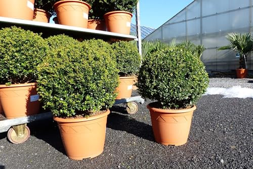 gruenwaren jakubik PREMIUM 2 Stück Ilex crenata Stokes Kugel rund Ø 40-45 cm Buchsbaum Ersatz winterhart + robust