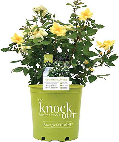 Rosal Arbustivo Amarillo Planta para Jardín Rosal Flores Grandes y Amarillas