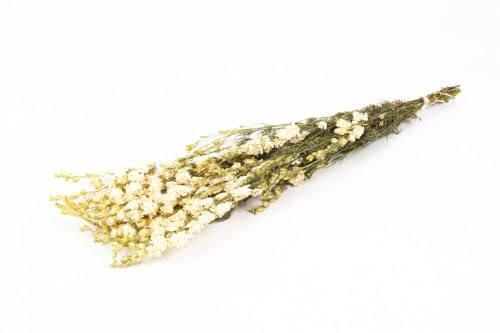 INNA-Glas Rittersporn Trockenstrauß AITHANA, Creme, 70cm, Ø18cm - Getrockneter Strauß