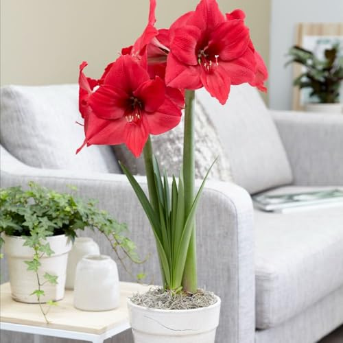 Amaryllis ‘Pleasure’ Indoor Flowering Bulb – Stunning Deep Pink-Lavender Blooms – Easy to Grow Winter Houseplant – Perfect for Christmas Display or Gift 1x Bulb By Thompson & Morgan