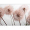 murando - Papier Peint Panoramique Adhésif Nature 294x210 cm - Tapisserie Murale Autocollante Décoration Moderne Chambre Salon - Marron gris beige - Fleurs pissenlits plantes nature b-B-0669-a-b