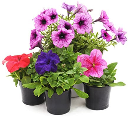 DECOALIVE Petunia Set de Cuatro Plantas Naturales de Petunias con Flor