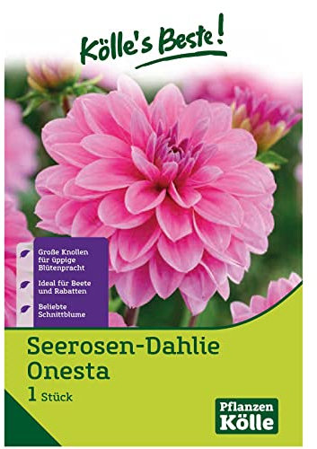 Schmuck-Dahlien Gerrie Hoek - rosafarbene Blüten - Knollengröße 1-1 Knolle in der Packung - Kölle's Beste