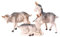 Holyart Ziegen, Set, 3-teilig, Sortiert, Krippenfiguren, PVC, Fontanini, 9,5 cm