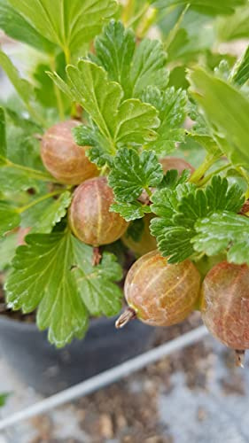 Ribes uva crispa 'Winham's Industry' / Groseillier à maquereau rouge/Conteneur de 2 à 2.9 litres/Petit-Fruit