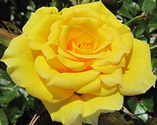 Flower Power Gold - 5.5lt Potted Patio Garden Rose Bush - Repeat Flowering, Bright Yellow, Fragrant Blooms