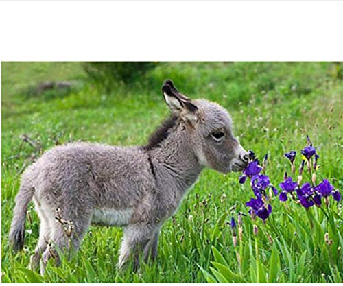 1000 Puzzles Für Erwachsene Kleiner Esel, Der Blumen Riecht Freizeit Unterhaltung Kinder Spielzeug Zuhause Dekoration Art Geschenk Weihnachten