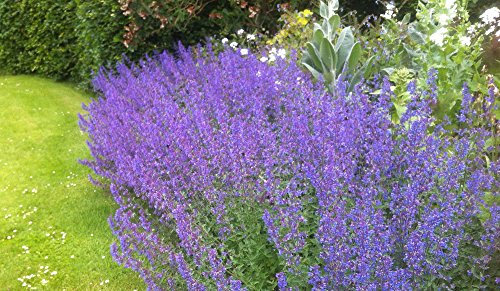 Herb Catnip 6 Plug Plants, Grow Your own Veg, Garden Ready