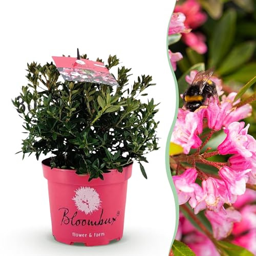 Green boutiQ - Rhododendron Nain - Rhododendron Bloombux Magenta - Buxus en fleurs - Peu d'entretien - Fleur rose - 1 Plante - Pot 17cm - Hauteur 30-40cm