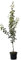 Abate Fetel Herbstbirne Birnenbaum Birne Buschbaum ca. 110-140 cm 7,5 Liter Topf Unterlage Quitte A