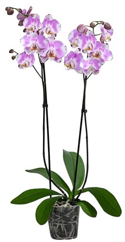 Dehner Schmetterlingsorchidee Art Nouveau, Phalaenopsis cultivars, zweitriebig, 40-50 cm inkl. Pflanztopf, Ø Topf 12 cm, Zimmerpflanze