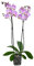 Dehner Schmetterlingsorchidee Art Nouveau, Phalaenopsis cultivars, zweitriebig, 40-50 cm inkl. Pflanztopf, Ø Topf 12 cm, Zimmerpflanze