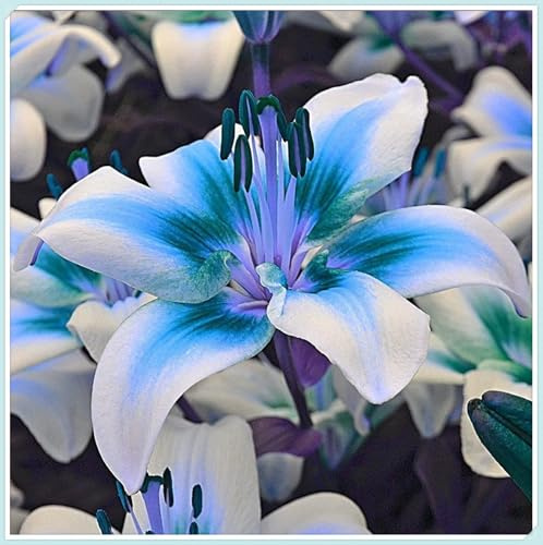 Lilium,Lirio Blanco/naturales/Embellecer el entorno,horticultura,Decoración Del jardín.-2Pcs-F