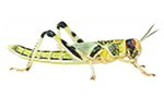 Peregrine Livefoods 100 Small/Medium Locusts -Reptile Live Food/Lizard/Spider/Frog/Mantis