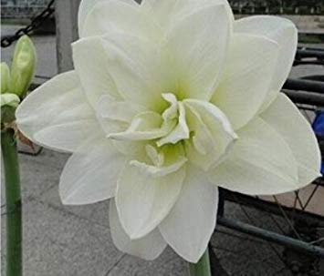 50 Particle/Bag Amaryllis Samen, Amaryllis-Blumen-Samen, Amaryllis & Barbadoslily - Vielfalt in der Mehrheit 1