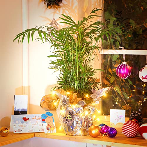 Planta de palmera en papel de regalo con luces de hadas a elegir entre oro – Navidad Año Nuevo Decoración