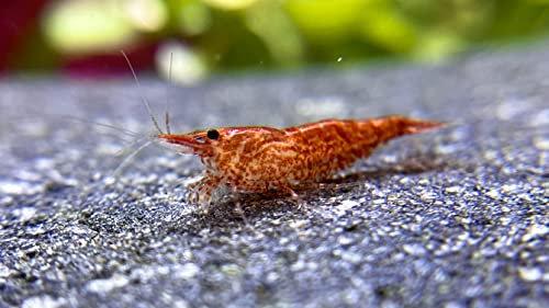 WaterPlants 10 Red Sakura Fire Garnelen, Zwerggarnelen