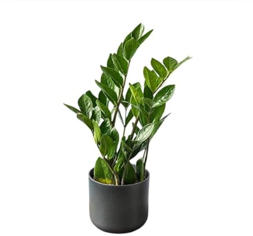 Zamioculca Zamiifolia Natural Viva Planta Natural Interior Ideales para la Decoración Hogar o para Regalo Fácil de Cultivar en Maceta