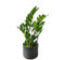 Zamioculca Zamiifolia Natural Viva Planta Natural Interior Ideales para la Decoración Hogar o para Regalo Fácil de Cultivar en Maceta