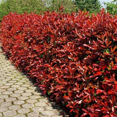 3 x Christmas Berry / Photinia fraseri 'Red Robin' 35-45cm Tall in 9cm pots